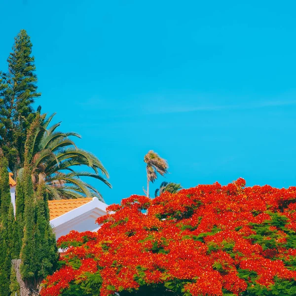 Kvetoucí Červený Strom Tropická Poloha Kanárský Ostrov Stylový Koncept Cestovní — Stock fotografie
