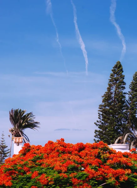 Blühender Roter Baum Tropische Lage Kanarische Insel Stilvolle Reise Urlaub — Stockfoto