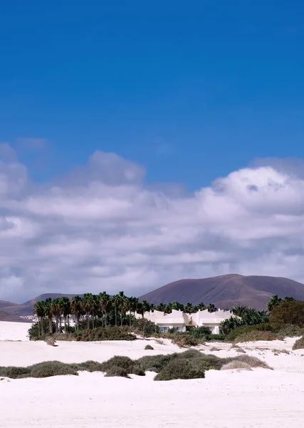 Stilvolle Mode Tropische Tapete Reisekonzept Kanarische Insel Wüste Minimalistische Ästhetik — Stockfoto