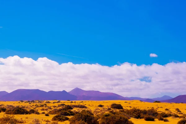 Стильна Мода Тропічна Концепція Подорожі Канарський Острів Пустеля Мінімалістська Естетика — стокове фото