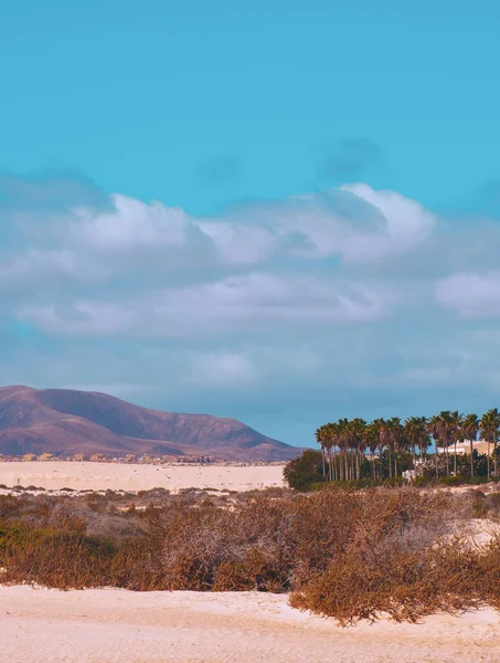 Stilvolle Mode Tropischen Tapeten Reisekonzept Kanarische Insel Wüste Und Palme — Stockfoto