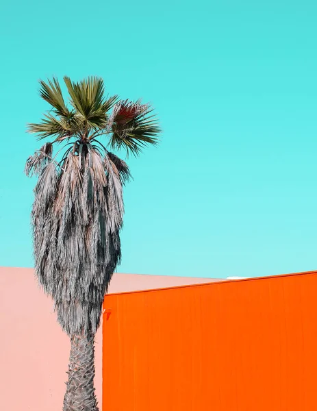 Fashion Tropical Minimal Location Orange Wall Palm Canary Islands Travel — Stock Photo, Image