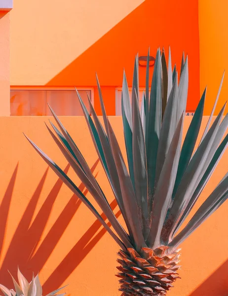 Fashion Tropical Location Orange Wall Palm Shadows Canary Islands Travel — Stock Photo, Image