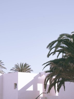 Moda Kanaryası minimum tropikal konumu. Palmiye ağacı ve yaz gölgeleri. Gezgin estetik duvar kâğıdı