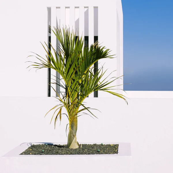 Moda Canaria Ubicación Mínima Casa Palmera Viajes Estética Concepto Elegante —  Fotos de Stock