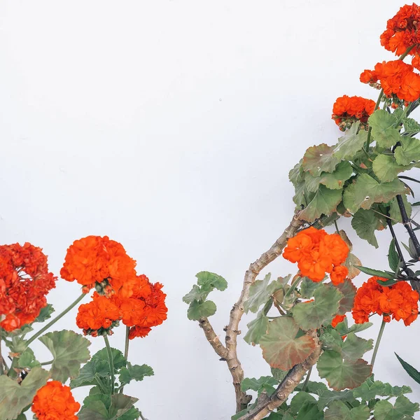白墙背景上的红色天蝎座 花卉审美最小的概念 — 图库照片