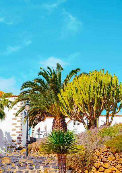 Landschaft Tapete Tropische Lage Reisen Kanarische Inseln Fuerteventura — Stockfoto