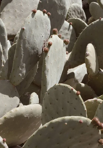 Canarias Plantas Estéticas Cactus Fondo Primer Plano —  Fotos de Stock