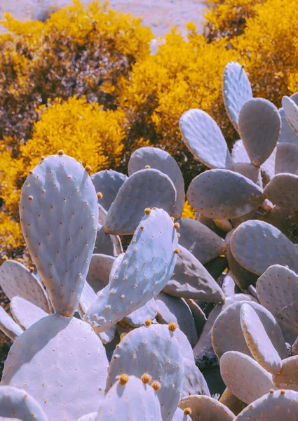 Kanári Szigetek Növényei Szeretik Esztétikát Kaktusz Közelkép Stílusos Háttér — Stock Fotó