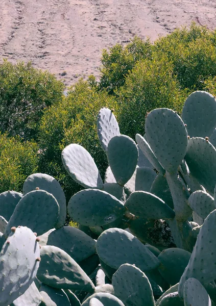 Kanarische Pflanzen Ästhetisch Cactus Nahaufnahme Stilvollen Hintergrund — Stockfoto