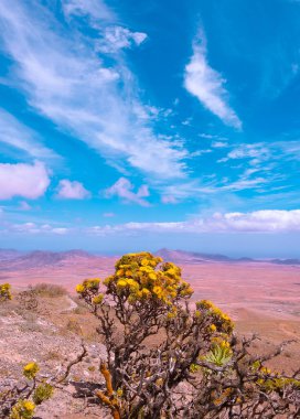 Volkanik ve çöl, çiçekler, mavi gökyüzü panoramik manzara. Şık doğa duvar kâğıdı. Seyahat konsepti. Kanarya adaları. Fuerteventura