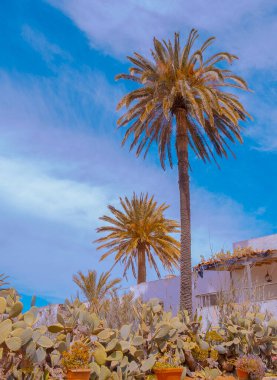 Kanarya Adaları estetik bitki. Kaktüs bahçesi, Palm ve tropik kırsal alan. Şık seyahat ve doğa duvar kâğıdı