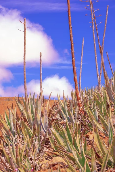 Pianta Vulcanica Deserto Paesaggio Carta Parati Tropicale Concetto Viaggio Isole — Foto Stock