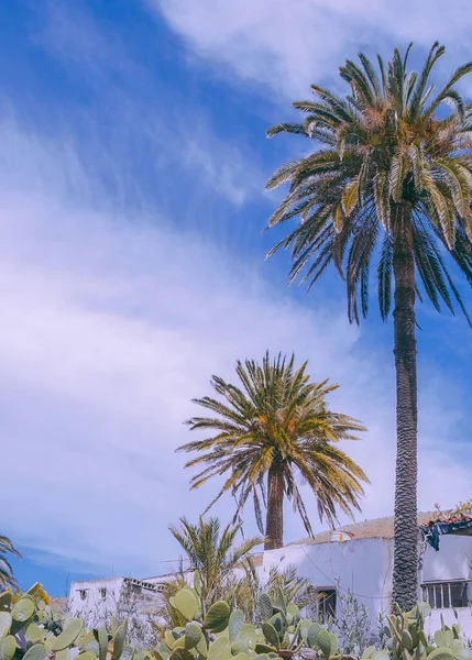 Canary Islands Plants Aesthetic Cactus Palm Tropical Countryside Landscape Stylish — Stock Photo, Image