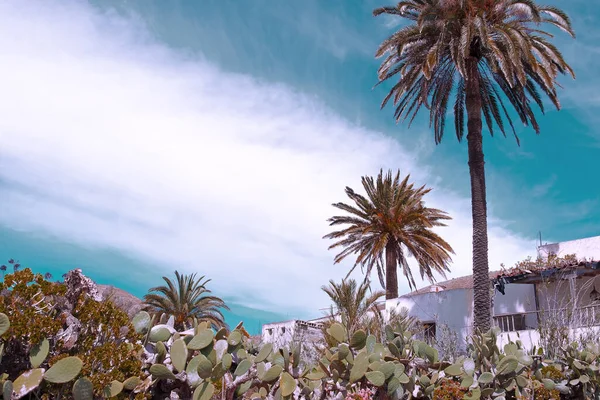 Isole Canarie Piante Estetiche Giardino Cactus Palme Paesaggio Campagna Tropicale — Foto Stock