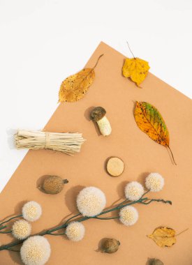 Sonbahar düz sergi sanatı. Sonbahar dekoru mantarları, yaprak ve brunch. Modayı takip eden kahverengi ve bej renkli gölgeler. Mevsimlik stil duvar kağıdı