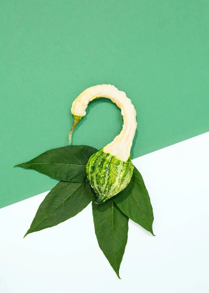 Scena Fresca Minimalista Foglie Biologiche Zucca Decorazione Sfondo Verde Bianco — Foto Stock