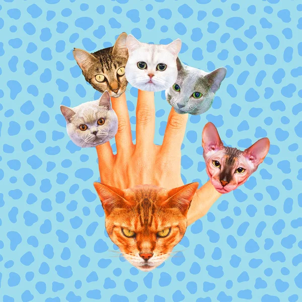 Contemporary Minimal Art Collage Hand Kitty Face Cat Lover Concept — Stock Photo, Image