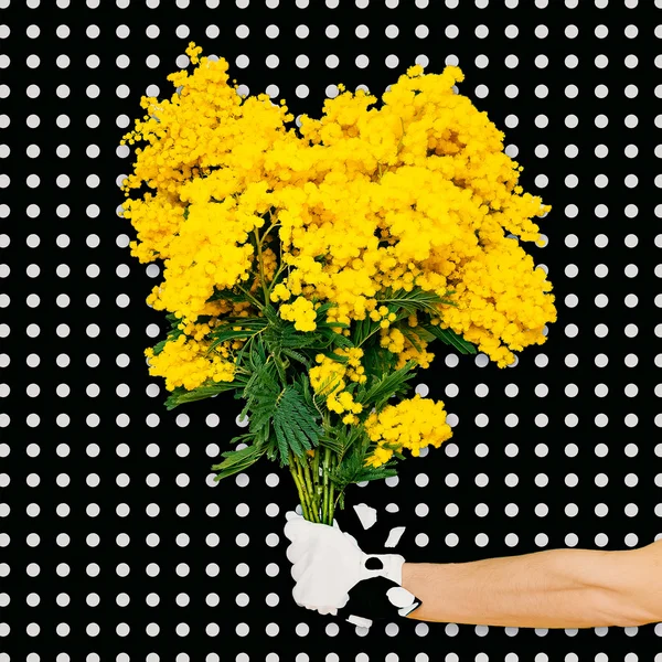 Elegant handen håller bukett mimosa blommor på en bakgrund polk — Stockfoto