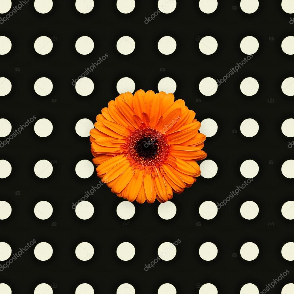 Orange gerber flower on polka dots background