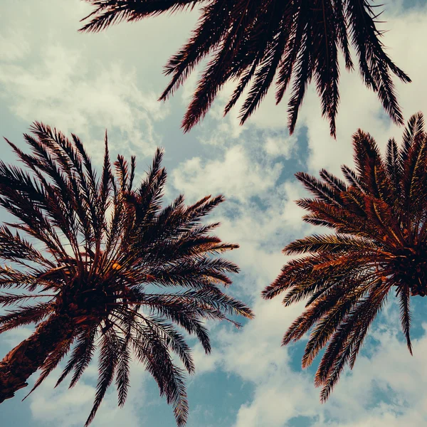 Palma i błękitne niebo — Zdjęcie stockowe