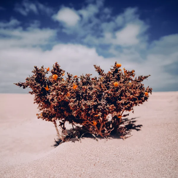 Samotny roślina tło na pustyni — Zdjęcie stockowe