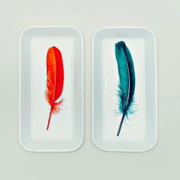 Feathers in Contener. Mode foto. Minimalistische stijl — Stockfoto