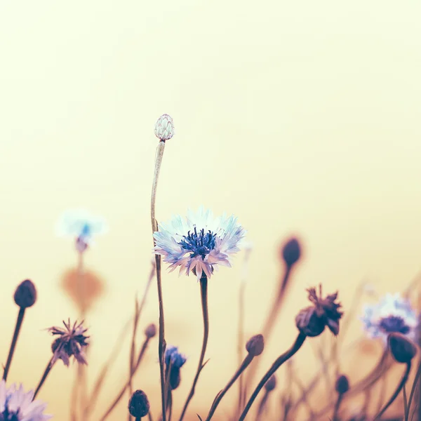 Flores de milho no campo. estilo mínimo — Fotografia de Stock