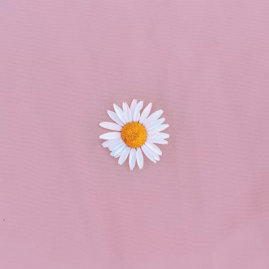 En az tarzı. Papatya pembe bir arka plan üzerinde