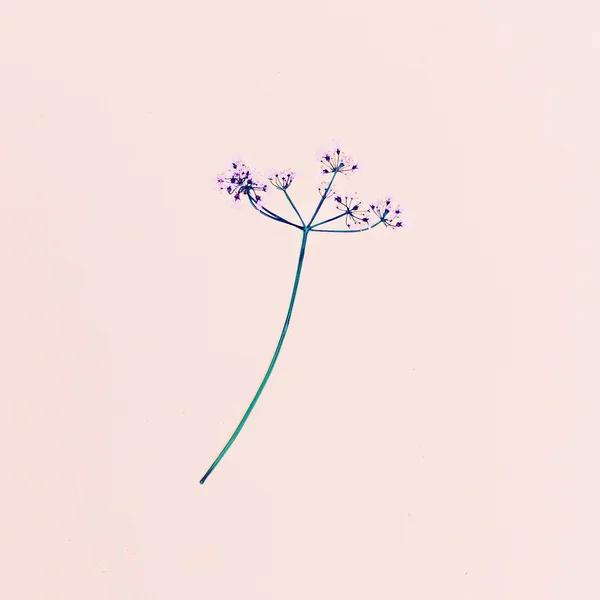 Wild flower. minimalistisk stil — Stockfoto