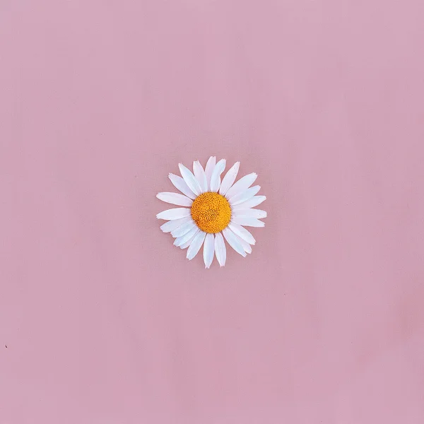 Minimal style. Chamomile on pink background — Stock Photo, Image