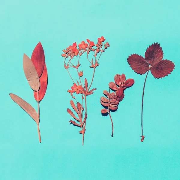 Herbarium auf blauem Hintergrund. Minimaler Stil — Stockfoto