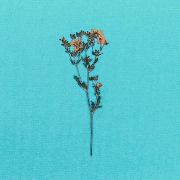 Wilde Blume auf blauem Hintergrund. Minimaler Stil — Stockfoto