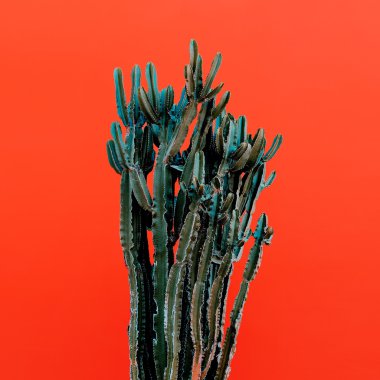 Cactus on red background. Minimal design photo clipart