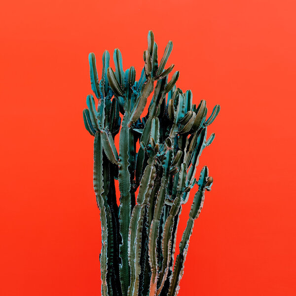 Cactus on red background. Minimal design photo