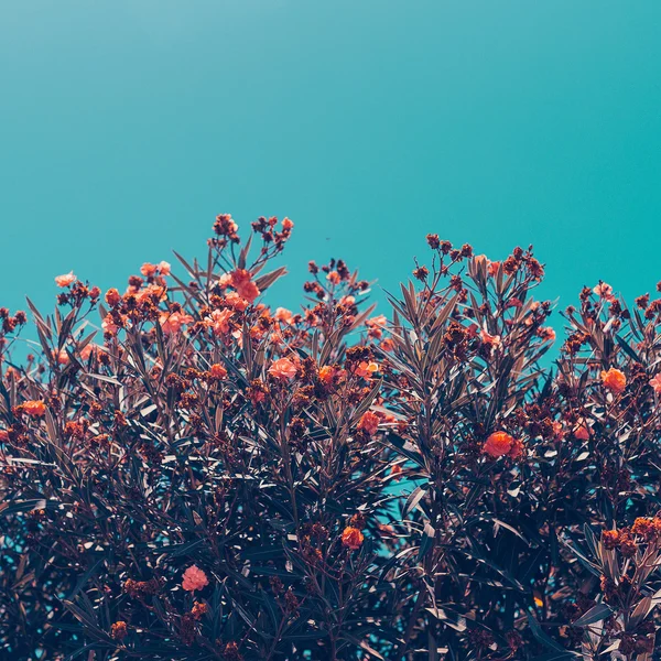 Цветы цветут и голубое небо — стоковое фото