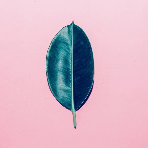 Green leaf op roze achtergrond. minimalistische stijl — Stockfoto
