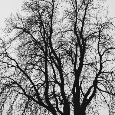 ağaç dallarının en az stili arka plan