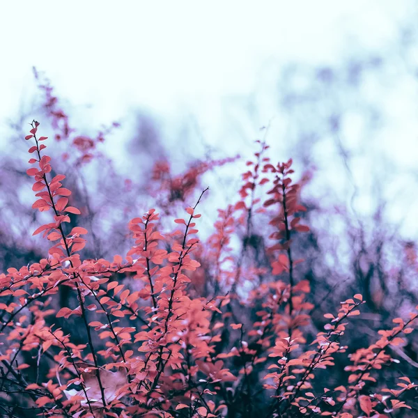 Krzewy o Winter Park. minimalistycznym stylu — Zdjęcie stockowe