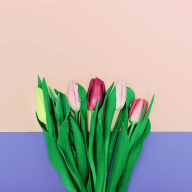 Bahar Lale buketi. Minimalizm tarzı