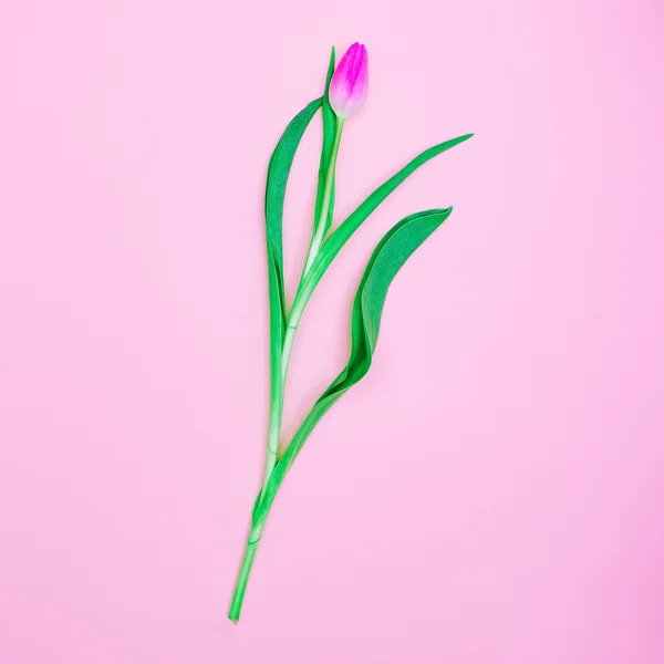 Růžová Tulipán minimální styl design. — Stock fotografie