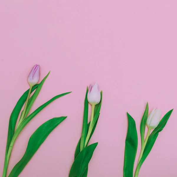 Vårens blommor. Tulpaner. minimalistisk stil — Stockfoto