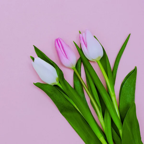 Lindas flores. Tulipas. Moda estilo mínimo — Fotografia de Stock