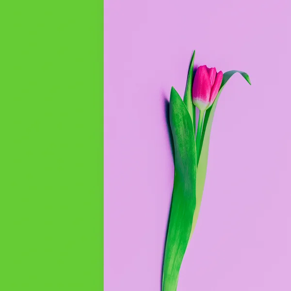 Romanticismo primaverile. Tulipano. Stile minimalismo — Foto Stock
