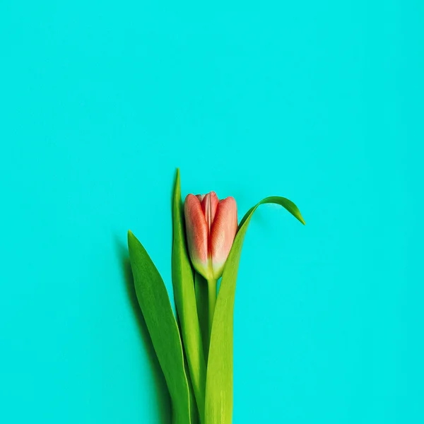 Rode tulp op blauwe achtergrond. Minimalisme foto — Stockfoto