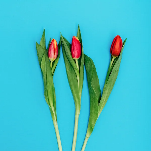 Krásný červený Tulipán na modrém pozadí. Jarní den. minimální styl — Stock fotografie