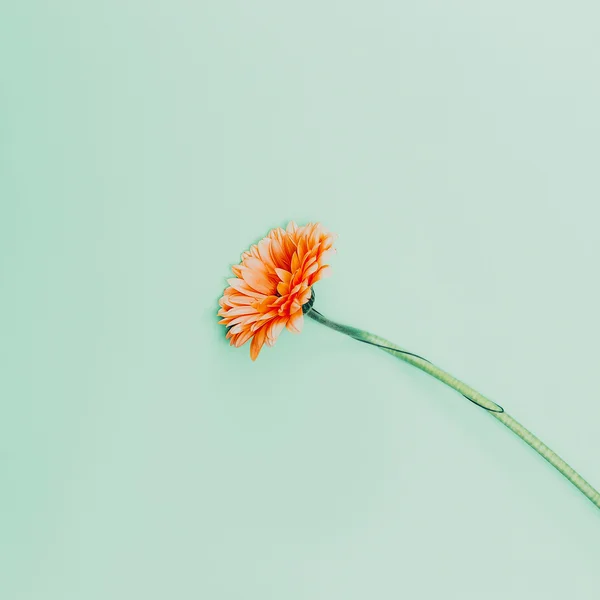 Minimalismus. Květiny na modrém pozadí — Stock fotografie