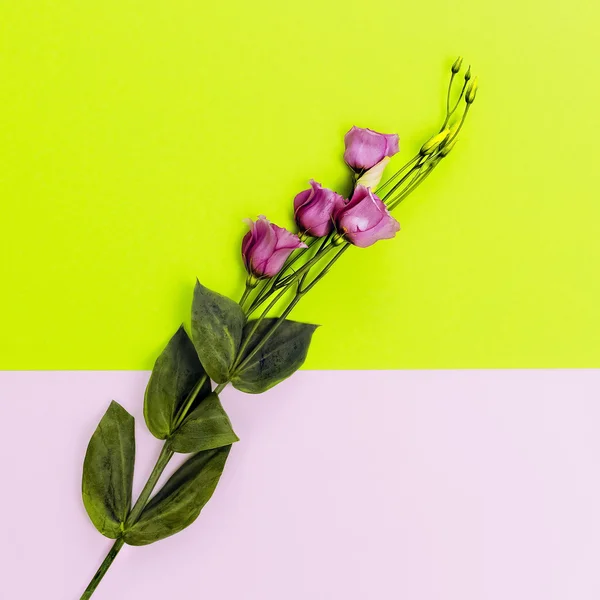 Flores sobre fondo brillante. Estilo de moda minimalista —  Fotos de Stock