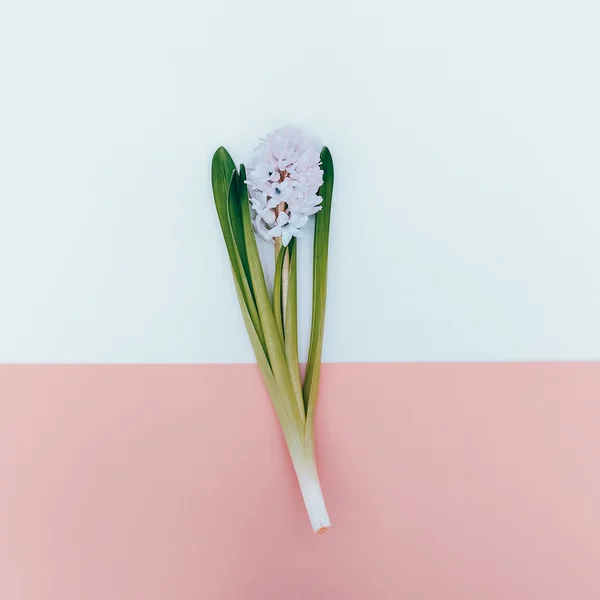 Ömtålig blomma Minimalism klädstil. Pastell färg trend — Stockfoto