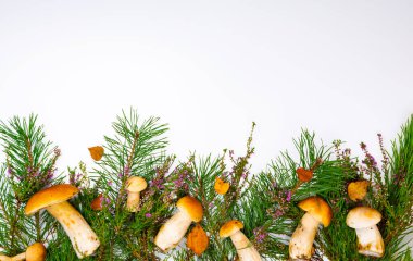 Sepetteki orman mantarları. Beyaz mantarlar. Sonbahar arkaplanı, beyaz arka planda mantarlar ve orman yaprakları. metin için yer.